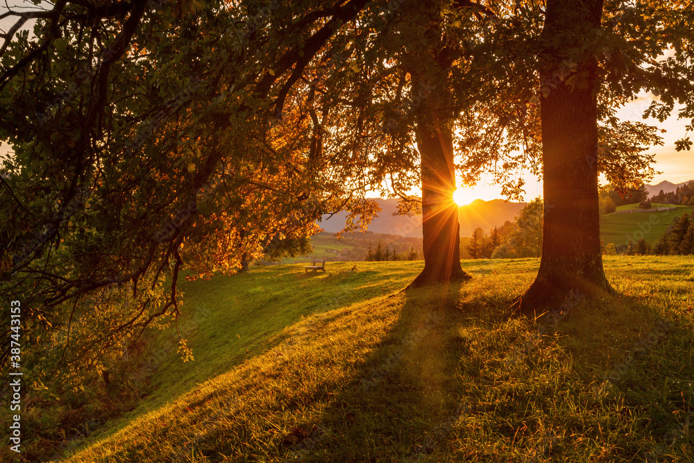 Fototapeta premium Herbstlich - Sonnenuntergang - Bäume - Hang - Allgäu