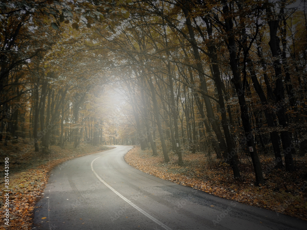 Autumn Fall Scene in Rainy Forest Autumn Fall Scene in Rainy Forest