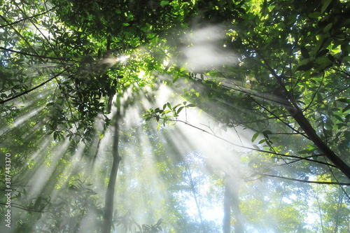 Rainforest - Costa Rica