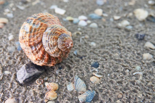 Close up of empty snail on sandy beach bottom.