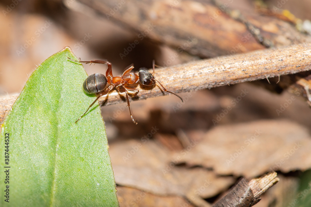 Red ant on last year's foliage close-up. Goes about his business. Red ant on last year's foliage close-up. Goes about his business.