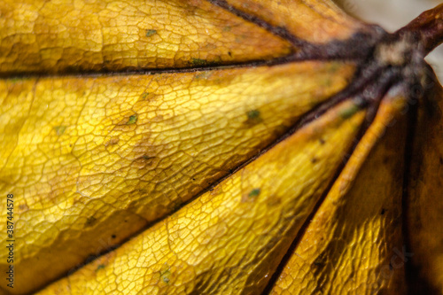 Macro Aufnahme von einem Herbst gefärbtem Blatt