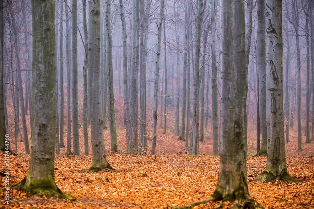 Fototapeta premium Beech autumn forest