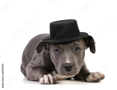 Puppy american staffordshire terrier with a black hat