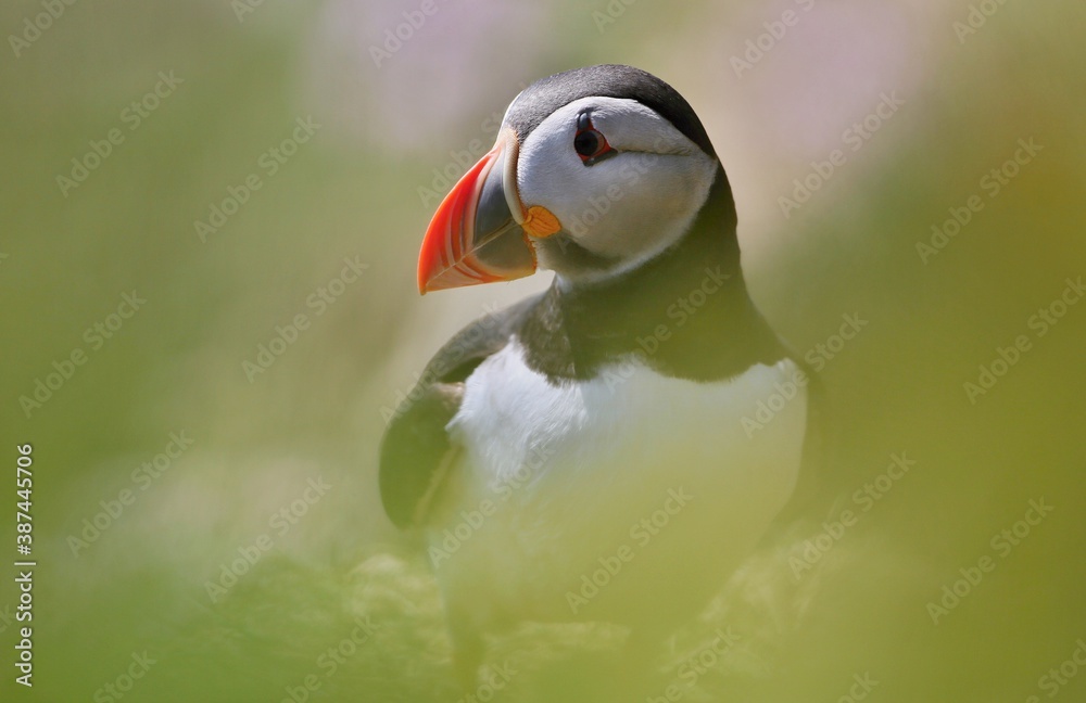 Naklejka premium Atlantic puffin (Fratercula artica) Shetland islands 