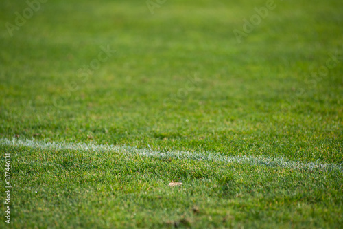 Green natural grass texture for background.