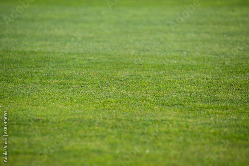 Green natural grass texture for background.