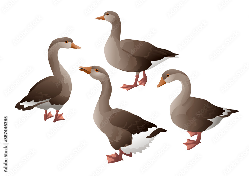 Fototapeta premium Group of gray geese isolated
