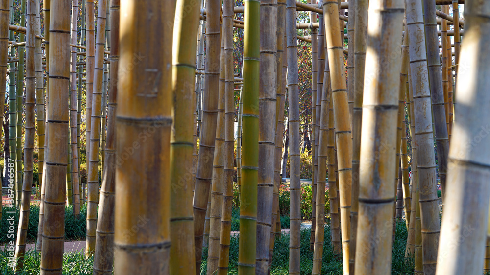 a bamboo branch of a dense bamboo forest. a bamboo branch of a dense bamboo forest.
