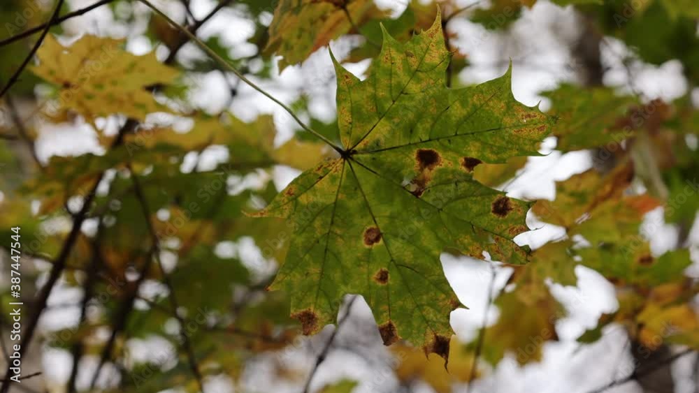 Close Up Of Yellow Maple Autumn Leaves On Tree Branches That Is Blowing By The Wind With Blur Colorful Bokeh Background . Close Up Of Yellow Maple Autumn Leaves On Tree Branches That Is Blowing By The Wind With Blur Colorful Bokeh Background .