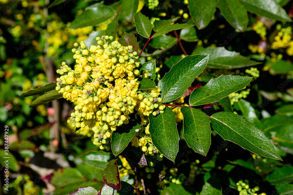 Many small yellow blooms and flowers of Mahonia aquifolium and green leaves on shrubs, in a garden in a sunny spring day, beautiful outdoor floral background photographed with soft focus. Many small yellow blooms and flowers of Mahonia aquifolium and green leaves on shrubs, in a garden in a sunny spring day, beautiful outdoor floral background photographed with soft focus.