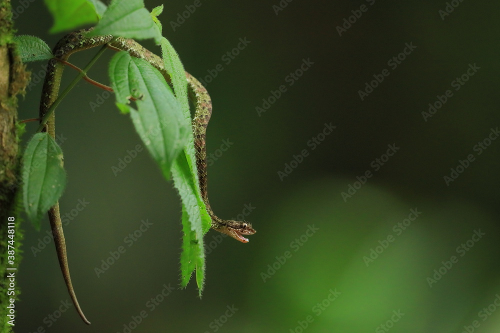 Fototapeta premium Eyelash Palm Pitviper (Bothriechis schlegeli)