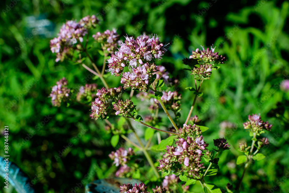 Many fresh green leaves and purple flowers of Thymus serpyllum plant, known as Breckland wild thyme, creeping or elfin thyme in direct sunlight, in a herbs garden, in a sunny summer day Many fresh green leaves and purple flowers of Thymus serpyllum plant, known as Breckland wild thyme, creeping or elfin thyme in direct sunlight, in a herbs garden, in a sunny summer day
