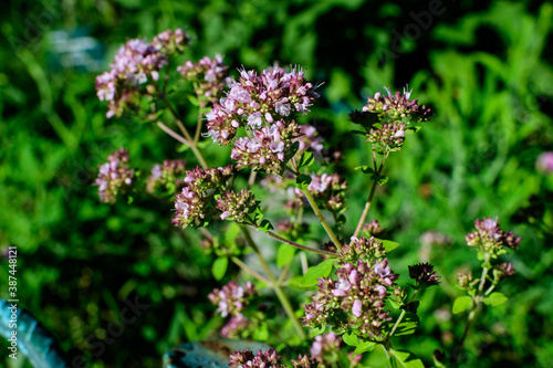 Many fresh green leaves and purple flowers of Thymus serpyllum plant, known as Breckland wild thyme, creeping or elfin thyme in direct sunlight, in a herbs garden, in a sunny summer day