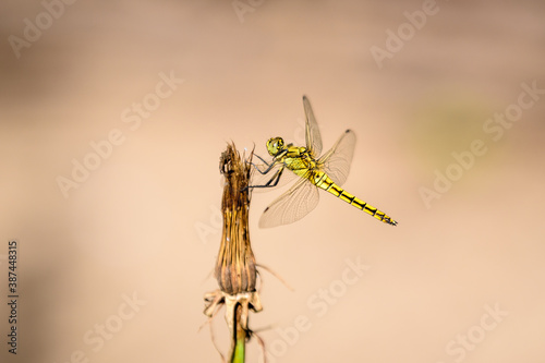 One small yellow dragonfly with blurred background in a garden in a sunny summer day.