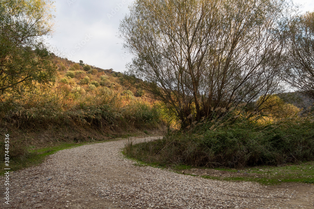 The small footpath and trees