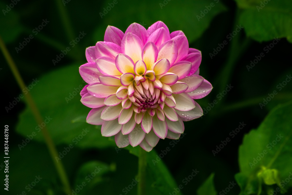 pink and white dahlia pink and white dahlia