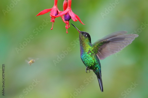 Fiery-throated Hummingbird (Panterpe insignis) 
