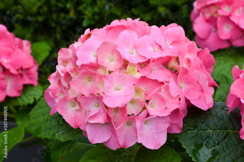 Magenta pink hydrangea macrophylla or hortensia shrub in full bloom in a flower pot, with fresh green leaves in the background, in a garden in a sunny summer day, beautiful outdoor floral background.