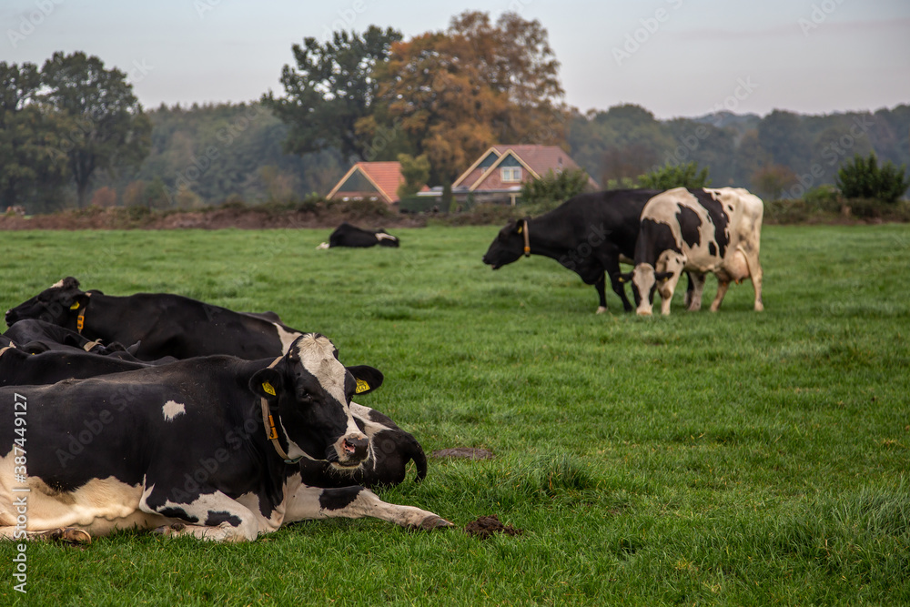 Dutch cows laying down in grasland Dutch cows laying down in grasland