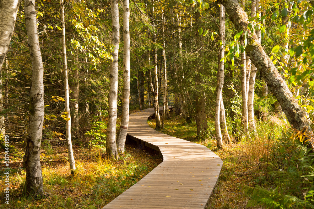 Fototapeta premium Herbstlicher Lac de Lispach in den Vogesen