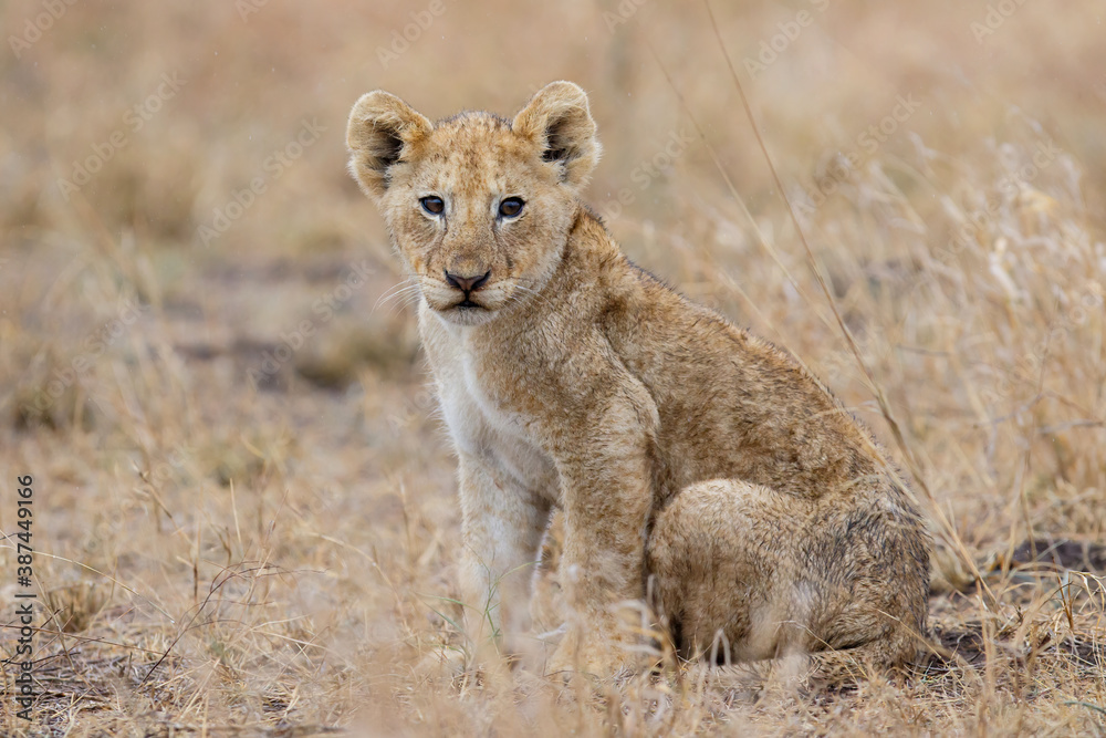 African lion (Panthera leo) cub sitting in the dry grass of the plains in Kruger National Park in South Africa African lion (Panthera leo) cub sitting in the dry grass of the plains in Kruger National Park in South Africa