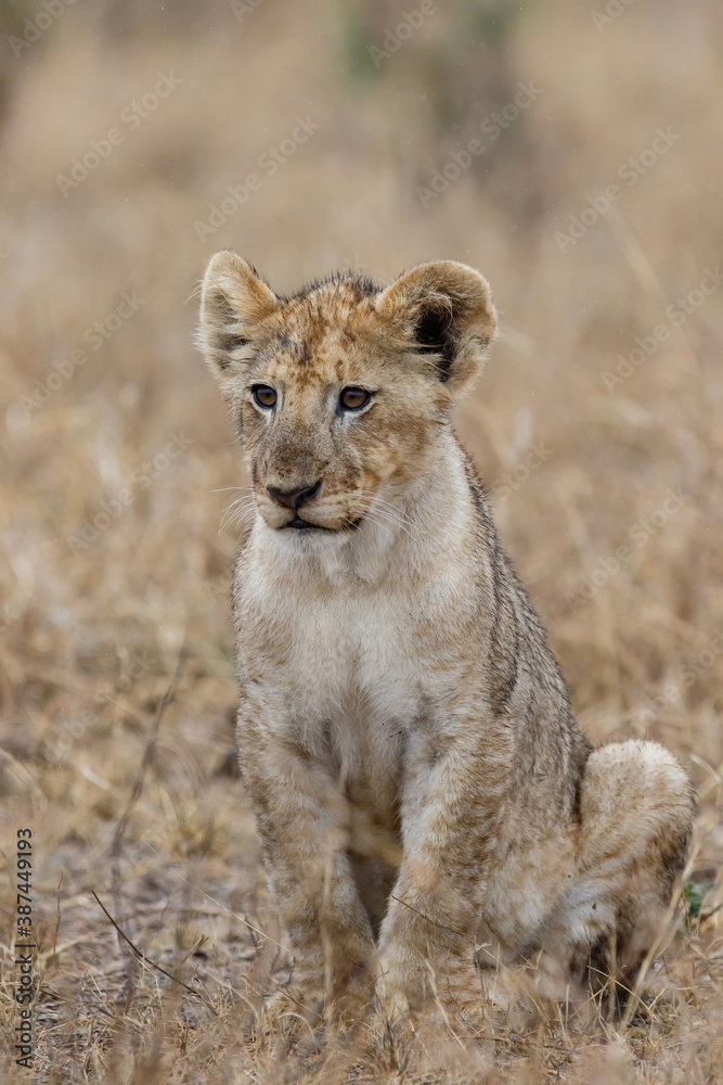 Obraz premium African lion (Panthera leo) cub sitting in the dry grass of the plains in Kruger National Park in South Africa