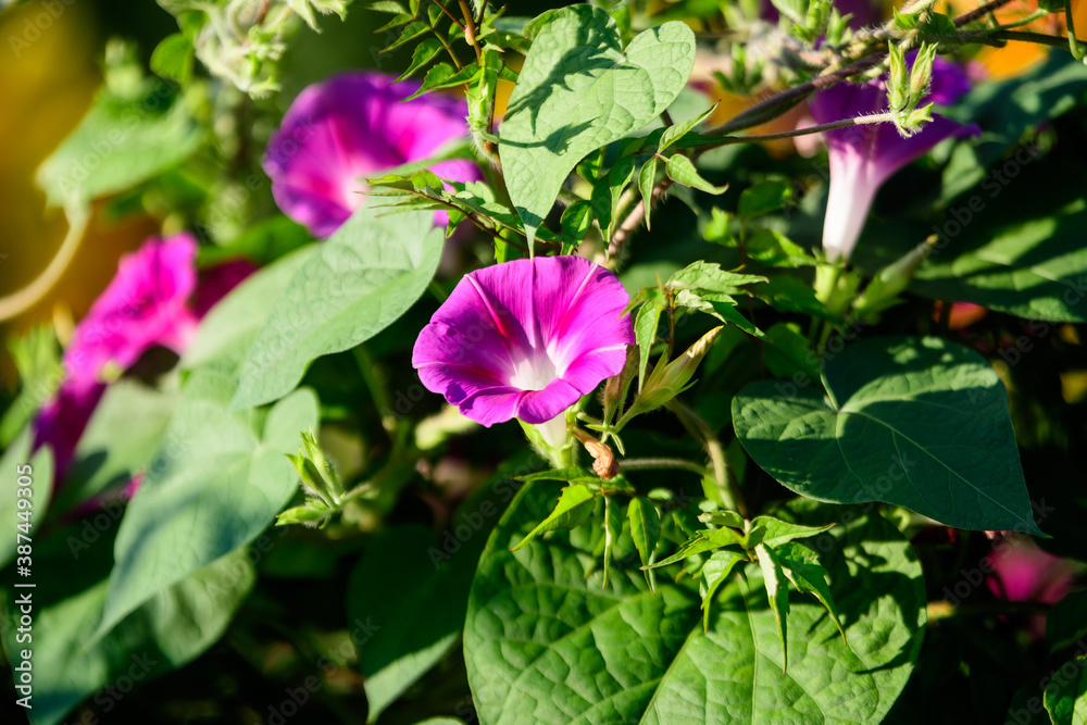 Many delicate light blue purple flowers of Ipomoea purpurea, commonly known as common morning glory in a garden in a sunny summer day, beautiful outdoor floral background. Many delicate light blue purple flowers of Ipomoea purpurea, commonly known as common morning glory in a garden in a sunny summer day, beautiful outdoor floral background.