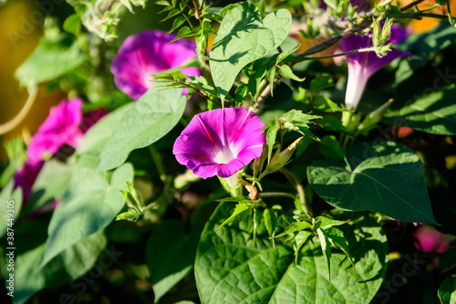 Many delicate light blue purple flowers of Ipomoea purpurea  commonly known as common morning glory in a garden in a sunny summer day  beautiful outdoor floral background.