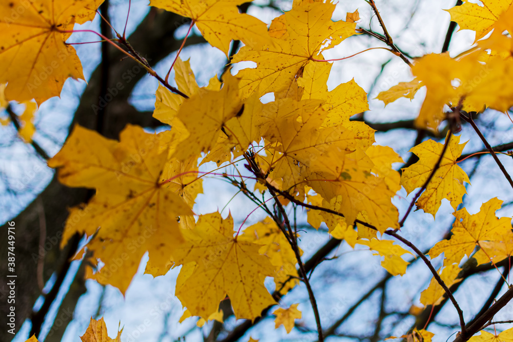 Fototapeta premium Bright yellow maple leaves in autumn season with blue blurred background. Colorful soft red foliage in the autumn park. Autumn leaves background.