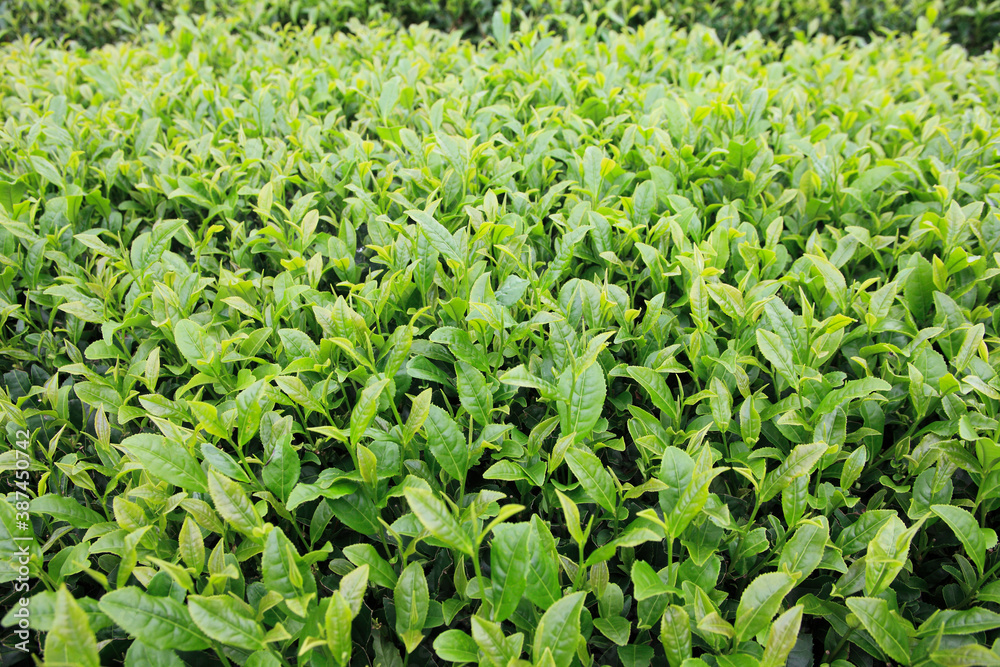 茶畑 茶畑