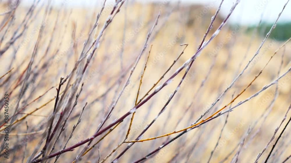 Desert bushes swaying in the wind on the background of sand. Bright nature video Desert bushes swaying in the wind on the background of sand. Bright nature video