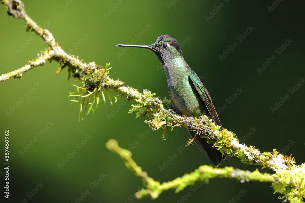 Obraz premium Magnificent Hummingbird(Eugenes fulgens)