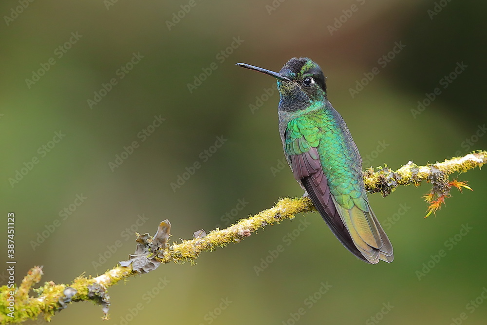 Obraz premium Magnificent Hummingbird(Eugenes fulgens)