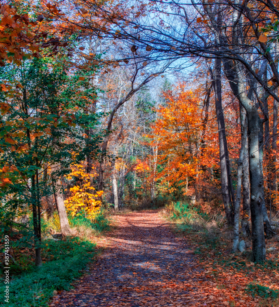 Autumn Colors Along the Walking Path -  
The trail in Hemlock Ravine Park is bright with the colors of autumn foliage on an autumn day in late October