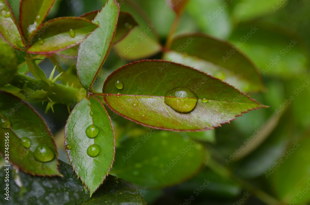 green leaf with water drops green leaf with water drops