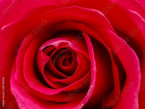 beautiful close up red rose.Blooming bright red flower.Floral background.scarlet flowering roses