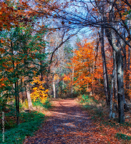 Autumn Colors Along the Walking Path - The trail in Hemlock Ravine Park is bright with the colors of autumn foliage on an autumn day in late October