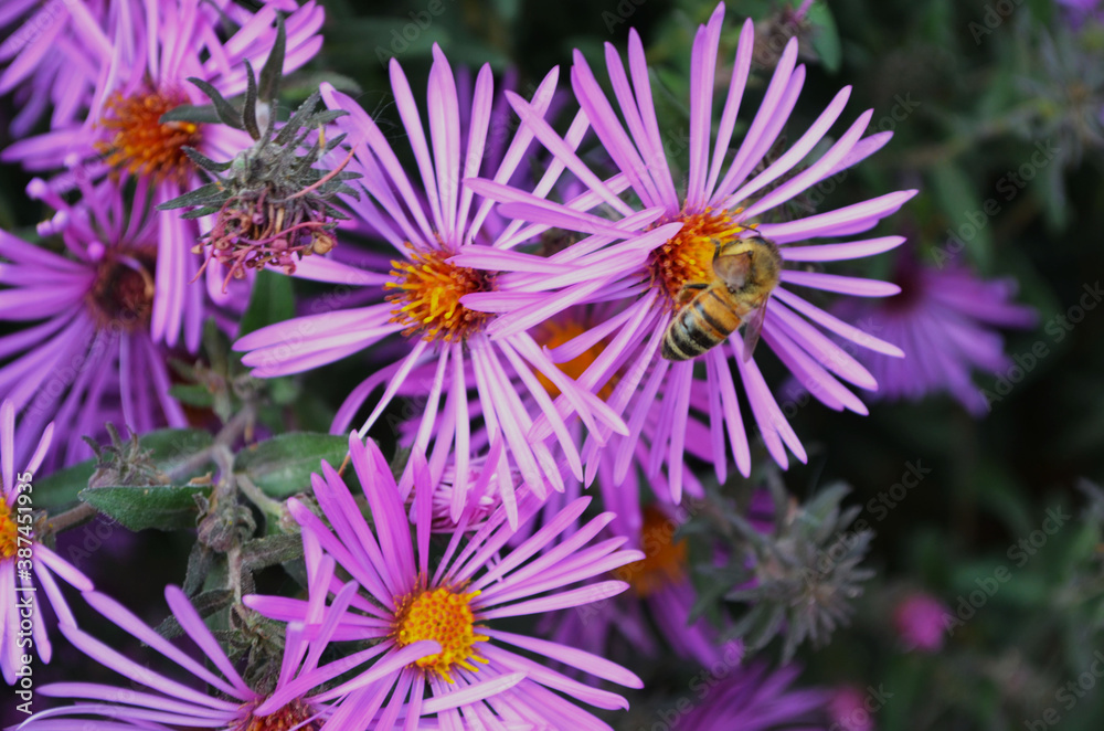 Obraz premium bee on a flower