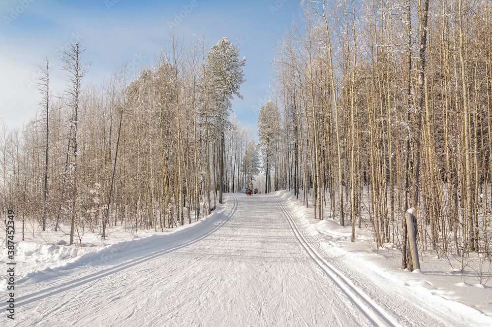 Cold winter sunny day. Ski trail in the forest. West Siberia. Cold winter sunny day. Ski trail in the forest. West Siberia.