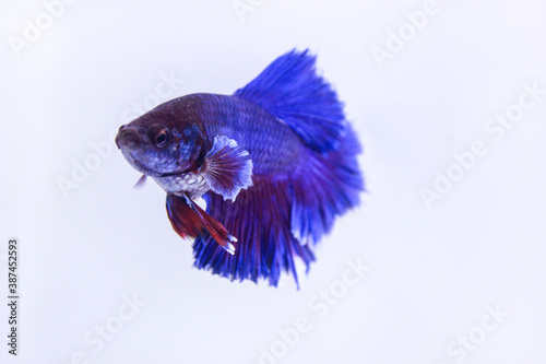 BLUE BETTA FISH ROSETAIL. CUPANG FISH WITH A LIGHT BLUE COLOR ABOVE AND RED GRADATION IN THE BODY OF THE BOTTOM LINE IN THE AQUARIUM WITH SEPARATE WHITE BACKGROUND