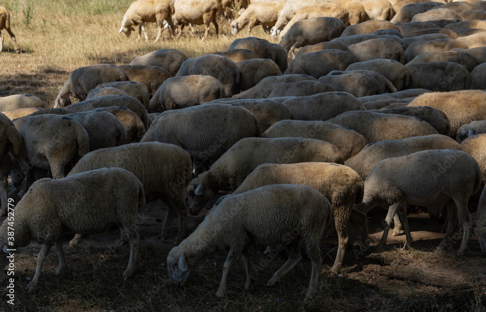 A herd of goats and sheep. The survival of animals in the arid steppe. Pastures of Europe. A herd of goats and sheep. The survival of animals in the arid steppe. Pastures of Europe.