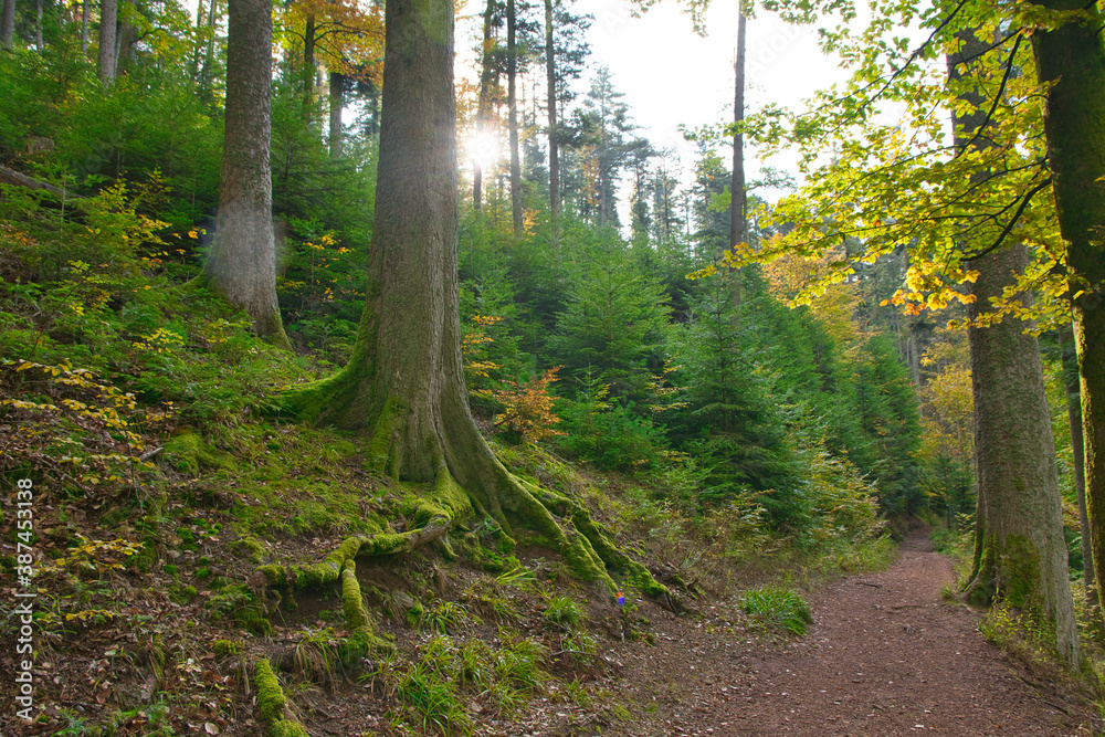 Fototapeta premium Herbststimmung in den Wäldern der Vogesen