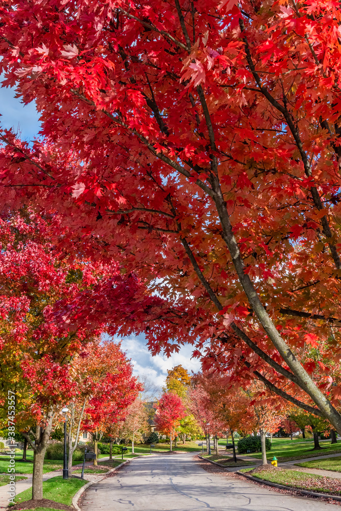 Beautiful Autumn Foliage on a Residential Neighborhood Street in Ohio, USA