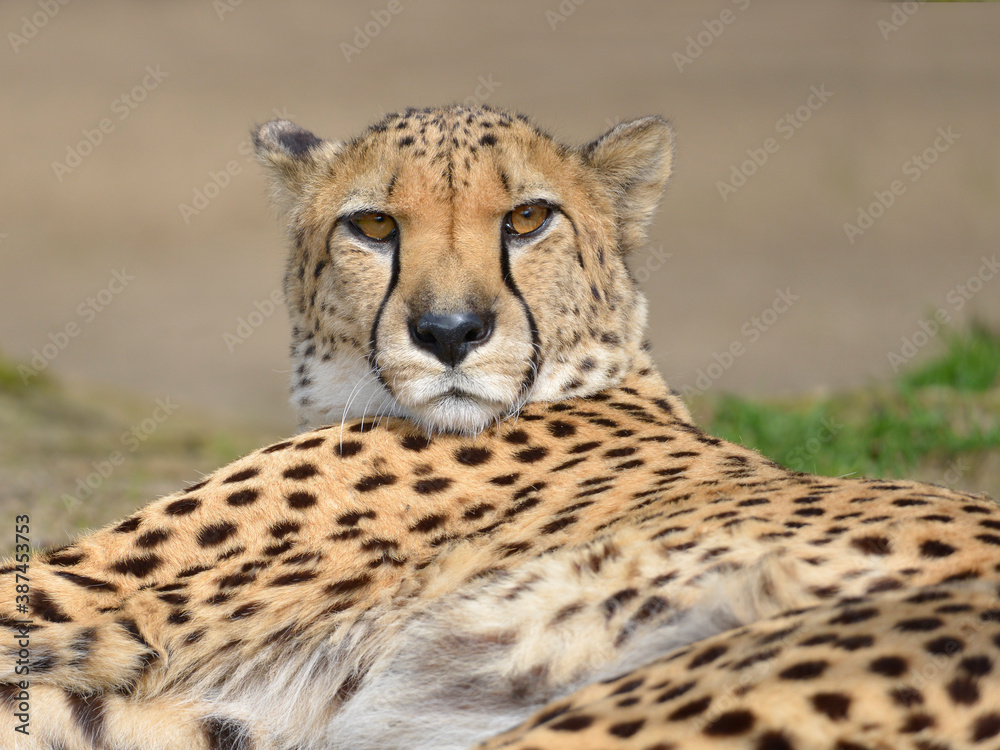 Closeup African Cheetah (Acinonyx jubatus) seen from front Closeup African Cheetah (Acinonyx jubatus) seen from front