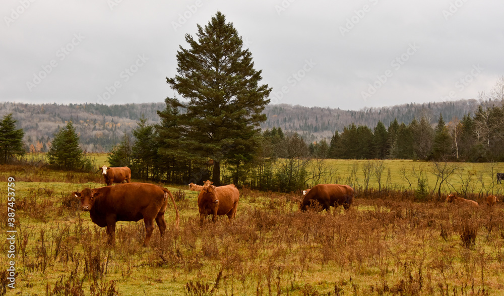 Fototapeta premium Pretty cows in a Quebec field in the Canadian fall