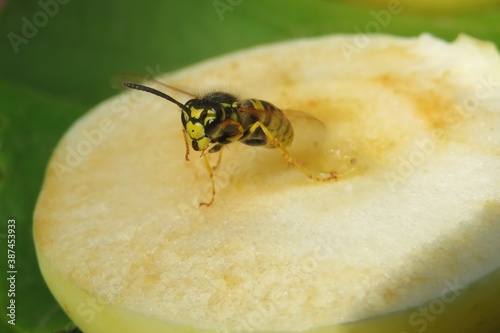 Fotótapéta European wasp on apple, closeup