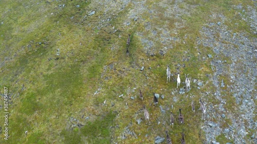 Flying over majestic reindeer herd