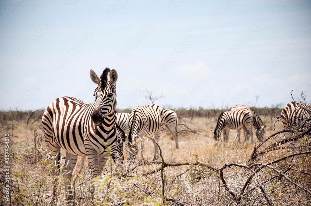 Fototapeta premium Zebra