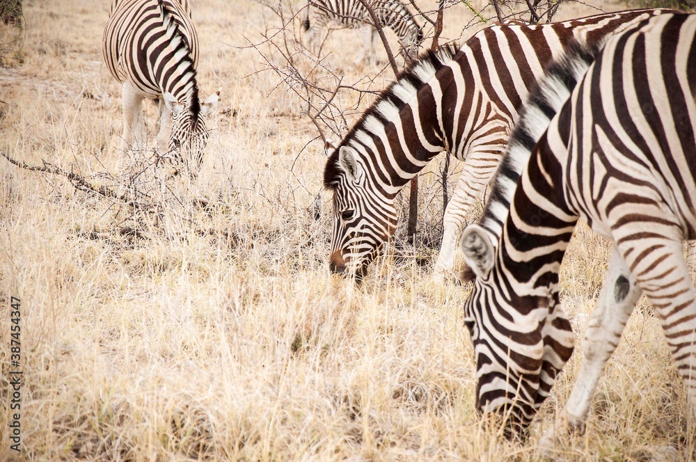 Obraz premium Zebra